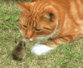 gifs animés rencontre