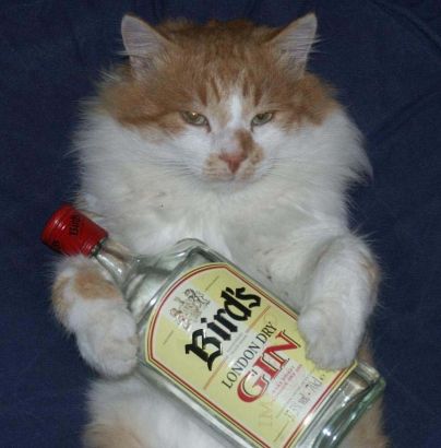 chat22.JPG