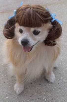http://www.01humours.com/image/chien/40.JPG