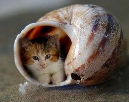 RÃÂ©sultat de recherche d'images pour "photos comiques escargots"